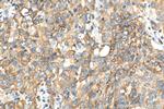SLC7A5 Antibody in Immunohistochemistry (Paraffin) (IHC (P))