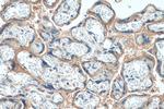 SLC7A5 Antibody in Immunohistochemistry (Paraffin) (IHC (P))
