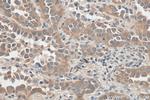 SLC7A5 Antibody in Immunohistochemistry (Paraffin) (IHC (P))
