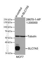 SLC7A5 Antibody in Western Blot (WB)