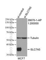 SLC7A5 Antibody in Western Blot (WB)