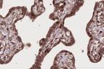 SIRT6 Antibody in Immunohistochemistry (Paraffin) (IHC (P))