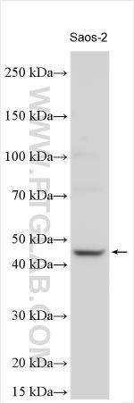 SIRT6 Antibody in Western Blot (WB)