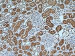 SGLT2 Antibody in Immunohistochemistry (Paraffin) (IHC (P))