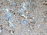 SGLT2 Antibody in Immunohistochemistry (Paraffin) (IHC (P))