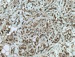 WWP1 Antibody in Immunohistochemistry (Paraffin) (IHC (P))