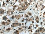 WWP1 Antibody in Immunohistochemistry (Paraffin) (IHC (P))