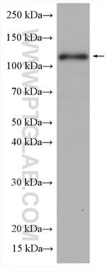 WWP1 Antibody in Western Blot (WB)