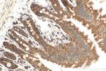 SETD3 Antibody in Immunohistochemistry (Paraffin) (IHC (P))