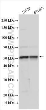 SEC62 Antibody in Western Blot (WB)