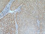 GREB1 Antibody in Immunohistochemistry (Paraffin) (IHC (P))