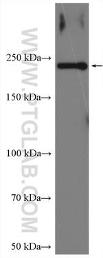 GREB1 Antibody in Western Blot (WB)