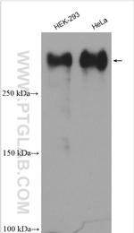 CEP192 Antibody in Western Blot (WB)