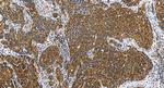 METAP1 Antibody in Immunohistochemistry (Paraffin) (IHC (P))