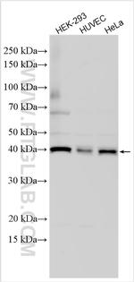 METAP1 Antibody in Western Blot (WB)