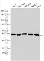 METAP1 Antibody in Western Blot (WB)
