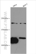 MUC4 Antibody in Western Blot (WB)