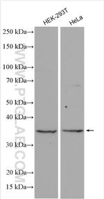 RALYL Antibody in Western Blot (WB)