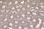 TAF9B Antibody in Immunohistochemistry (Paraffin) (IHC (P))