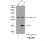TAF9B Antibody in Immunoprecipitation (IP)