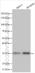 TAF9B Antibody in Western Blot (WB)
