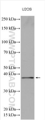 SFRS6 Antibody in Western Blot (WB)