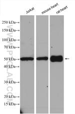 SMCR7/MID49 Antibody in Western Blot (WB)