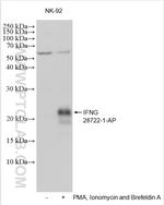 IFN gamma Antibody in Western Blot (WB)
