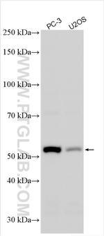 TRIM58 Antibody in Western Blot (WB)