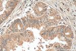 AHR Antibody in Immunohistochemistry (Paraffin) (IHC (P))