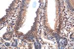AHR Antibody in Immunohistochemistry (Paraffin) (IHC (P))