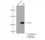 AHR Antibody in Immunoprecipitation (IP)