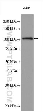 AHR Antibody in Western Blot (WB)