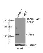 AHR Antibody in Western Blot (WB)