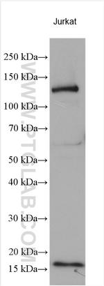 ALG13 Antibody in Western Blot (WB)