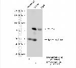 MDMX Antibody in Immunoprecipitation (IP)
