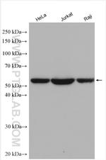 TRIM27 Antibody in Western Blot (WB)