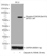 Phospho-FOXO3A (Ser315) Antibody in Western Blot (WB)