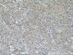 UCKL1 Antibody in Immunohistochemistry (Paraffin) (IHC (P))