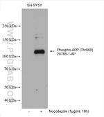 Phospho-APP (Thr668) Antibody in Western Blot (WB)