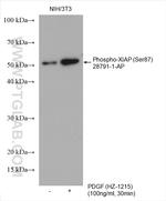 Phospho-XIAP (Ser87) Antibody in Western Blot (WB)