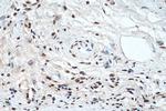 Phospho-CREB1 (Ser133) Antibody in Immunohistochemistry (Paraffin) (IHC (P))