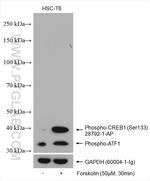 Phospho-CREB1 (Ser133) Antibody in Western Blot (WB)