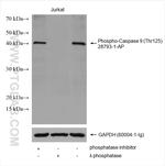 Phospho-Caspase 9 (Thr125) Antibody in Western Blot (WB)