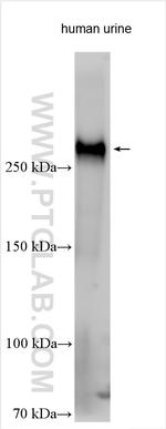 LTBP2 Antibody in Western Blot (WB)