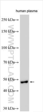 PCOLCE Antibody in Western Blot (WB)