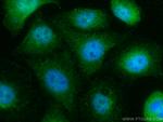 C6orf134 Antibody in Immunocytochemistry (ICC/IF)