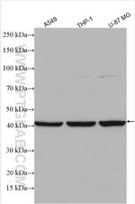 C6orf134 Antibody in Western Blot (WB)