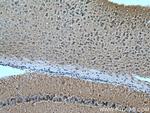 GRM5 Antibody in Immunohistochemistry (Paraffin) (IHC (P))
