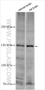 GRM5 Antibody in Western Blot (WB)